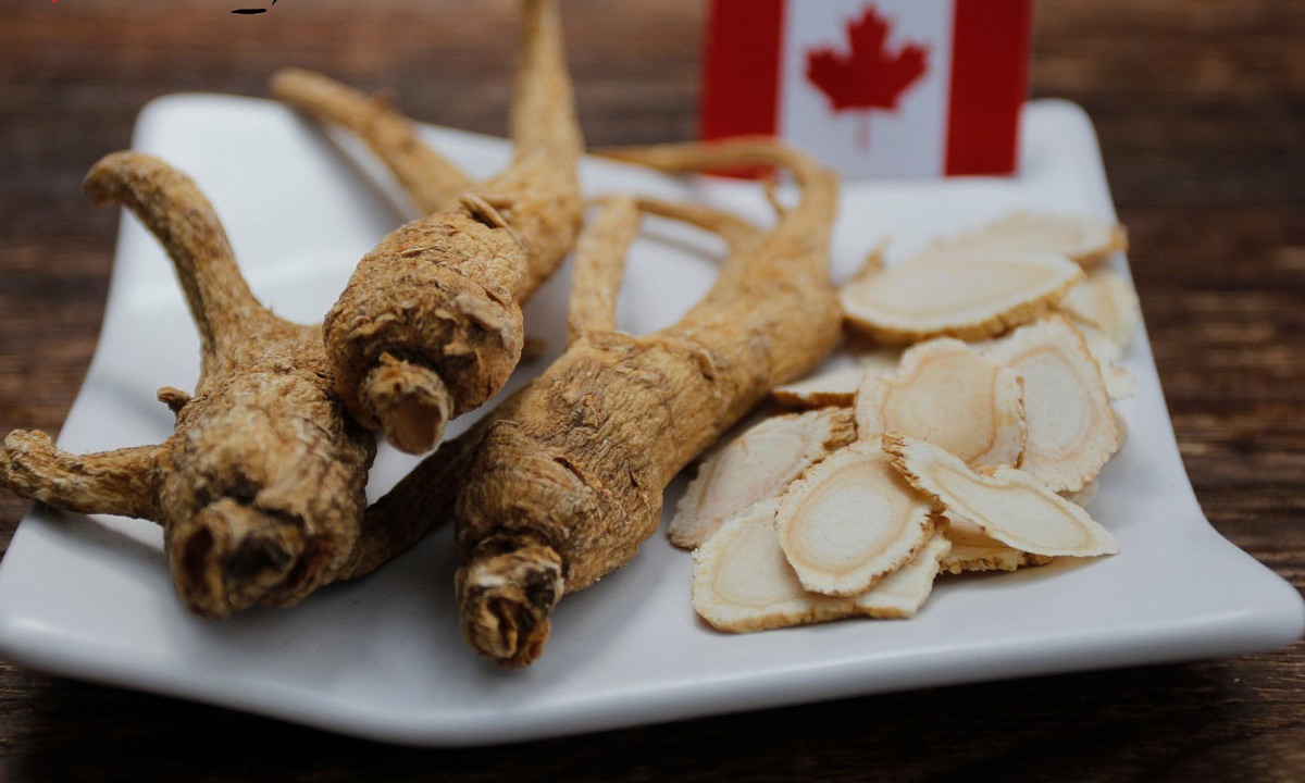 Canadian Ginseng - A Beneficial Product for Daily Use